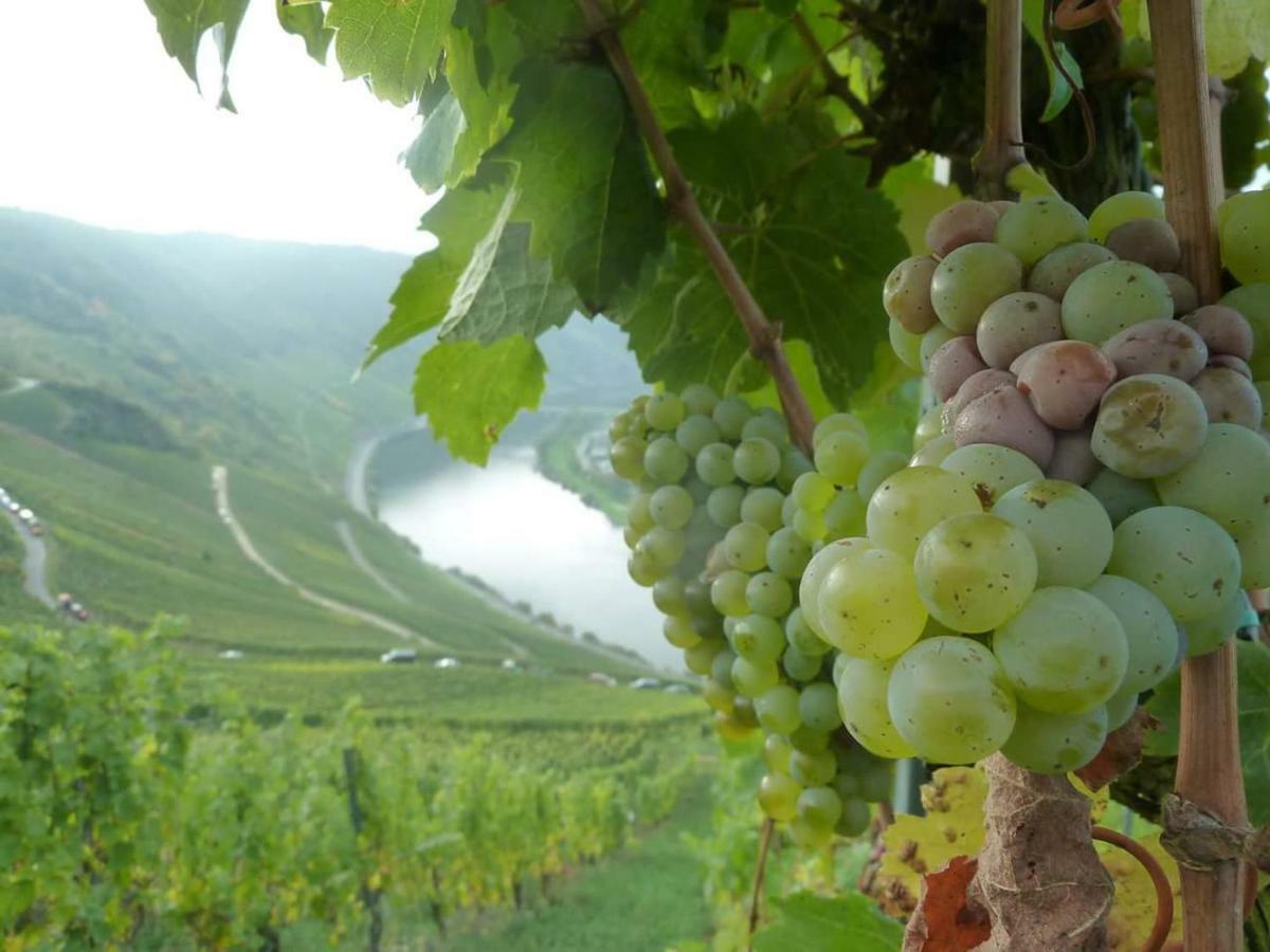 克罗夫Der Weinladen公寓 外观 照片